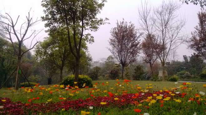 成都文化公園鮮花盛開