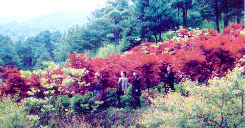 羅咪期生態(tài)度假區(qū)